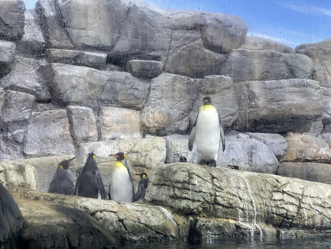 水族館🐬