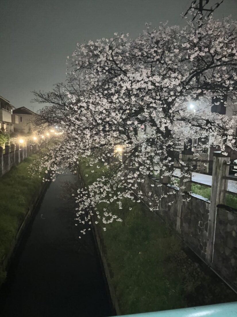 桜🌸