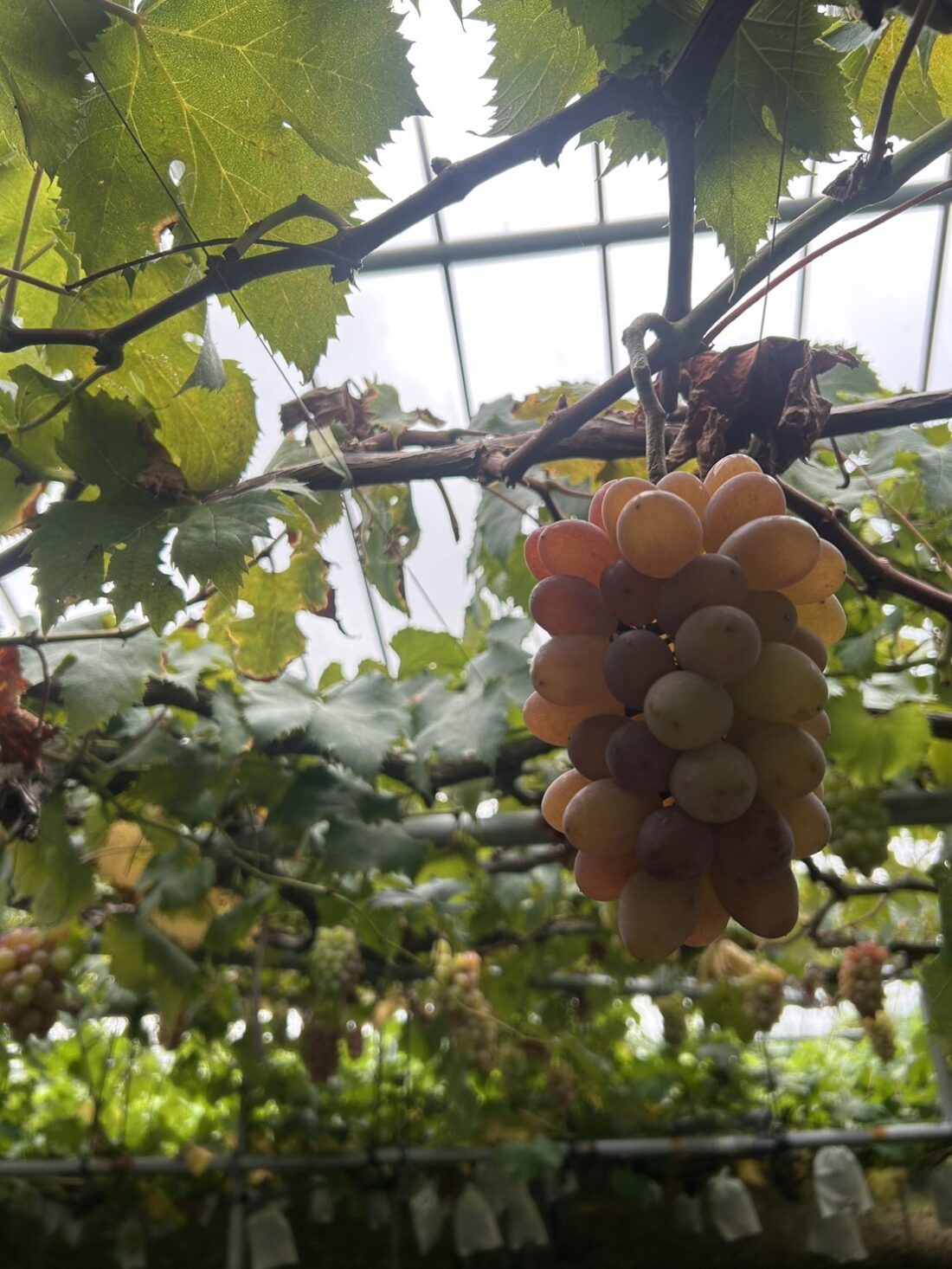 ぶどう狩り🍇