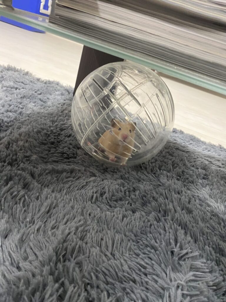 うちの愛ハム🐹