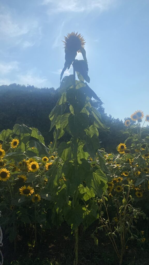 🌻