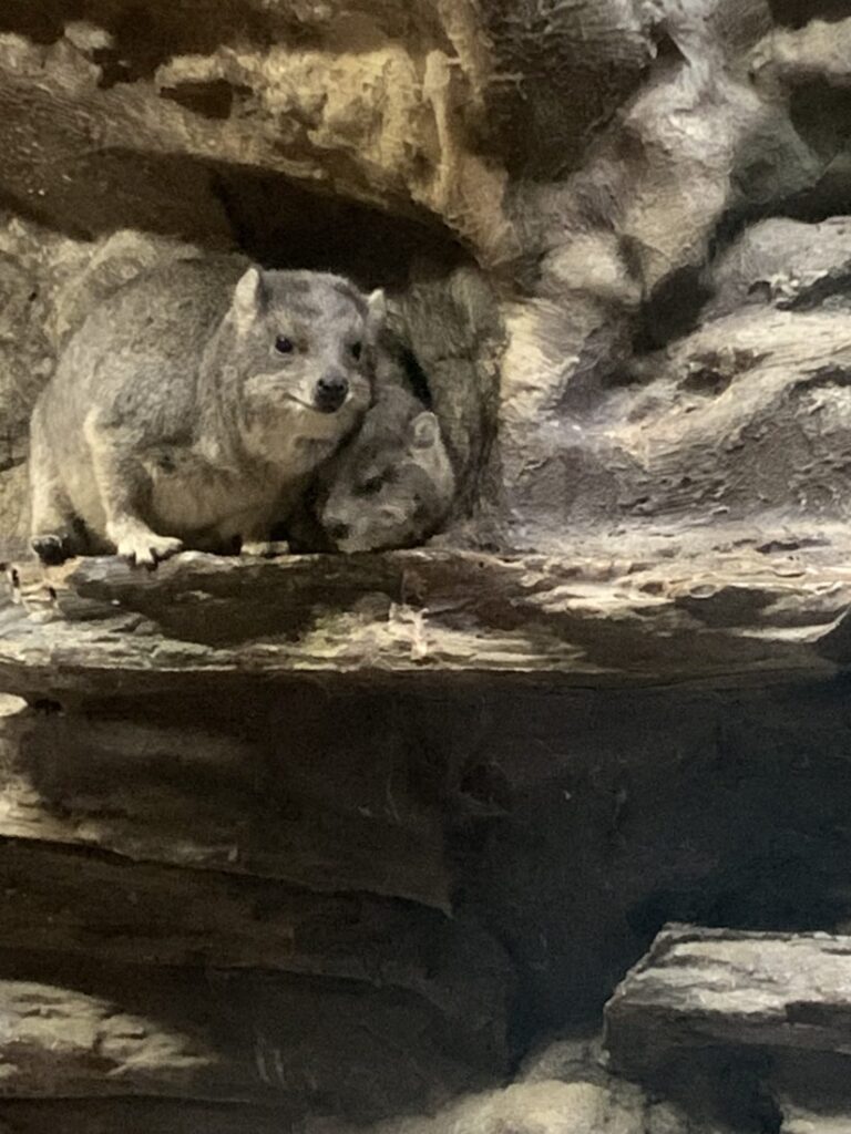 動物園🐻☀️