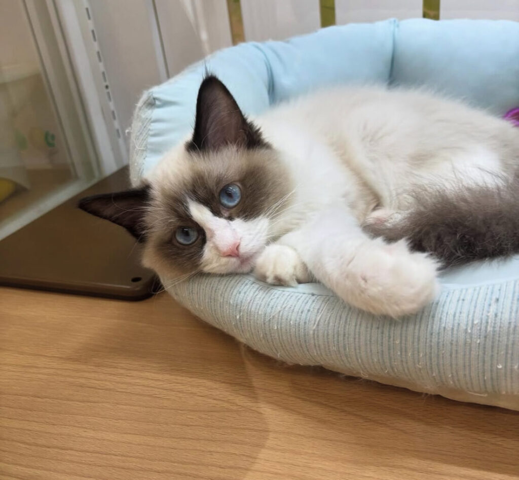 ^._.^❤️❤️