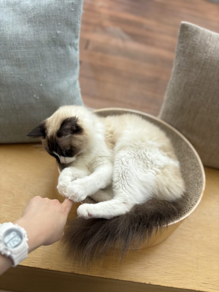 にゃんこ🐈