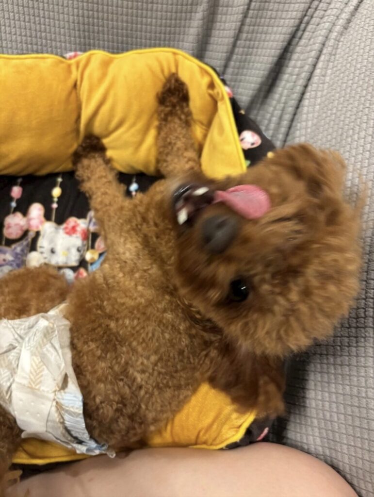 ここです🐶