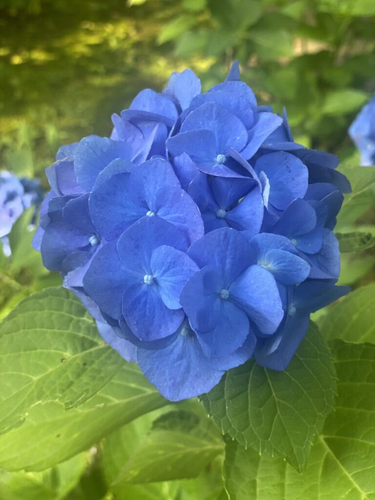みなみです