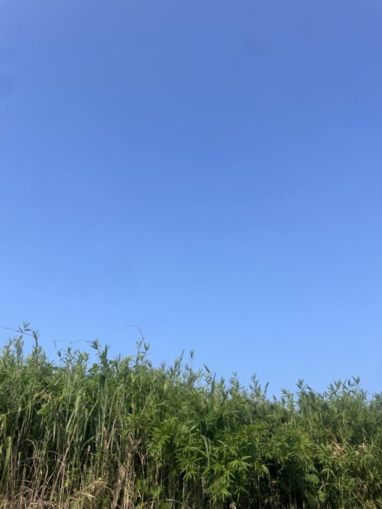 なぎです