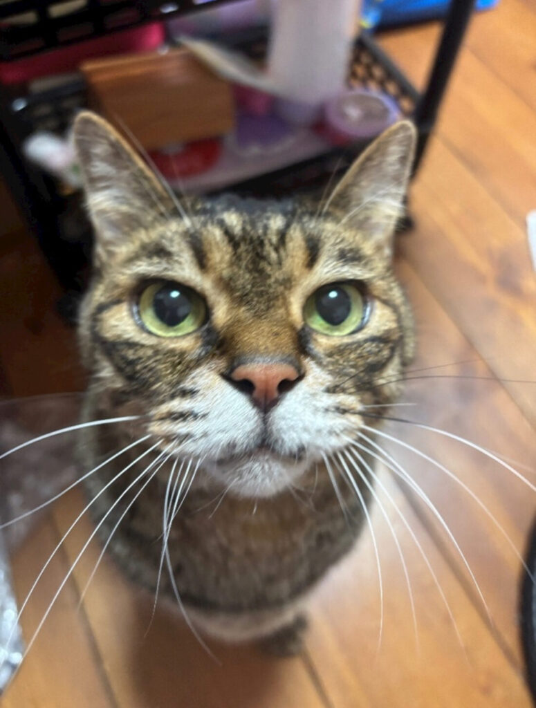 らみです🐱