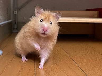 いっちーです