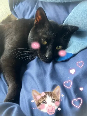 私の推し🐈‍⬛🐾🤍