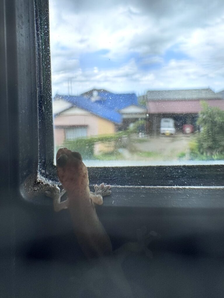 やもり♡