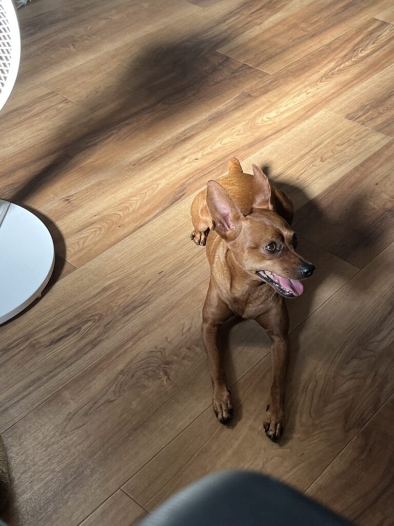 🚑🐕