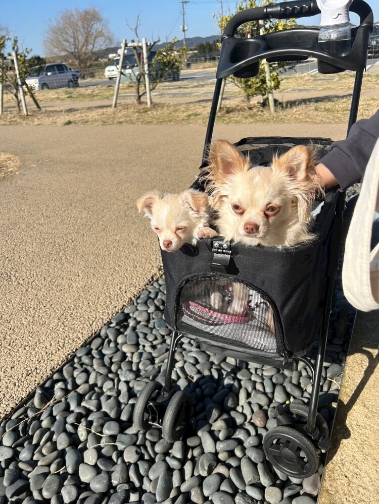 こんばんわ〜なるです(ᴗ͈ˬᴗ͈)♡