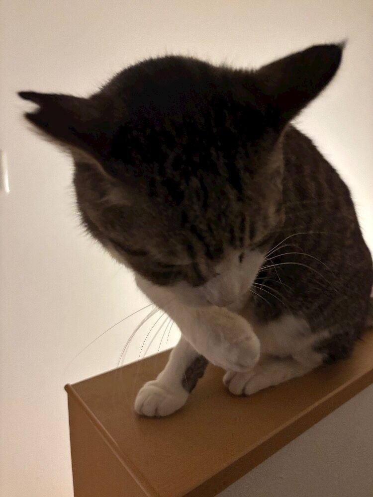 こんばんは！あかりです🖤